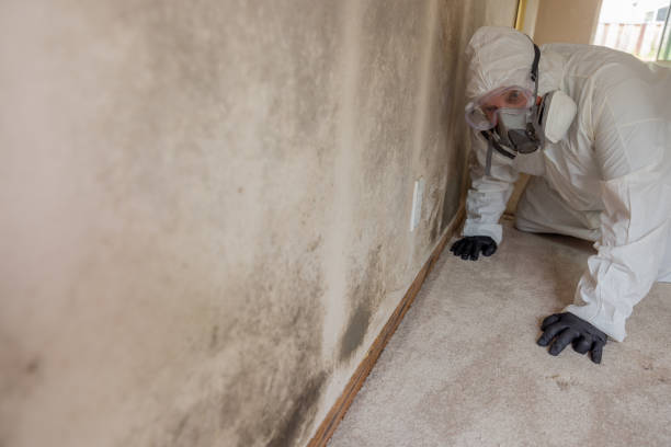 Best Asbestos and Lead Testing During Mold Inspection  in USA